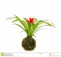 Guzmania minor